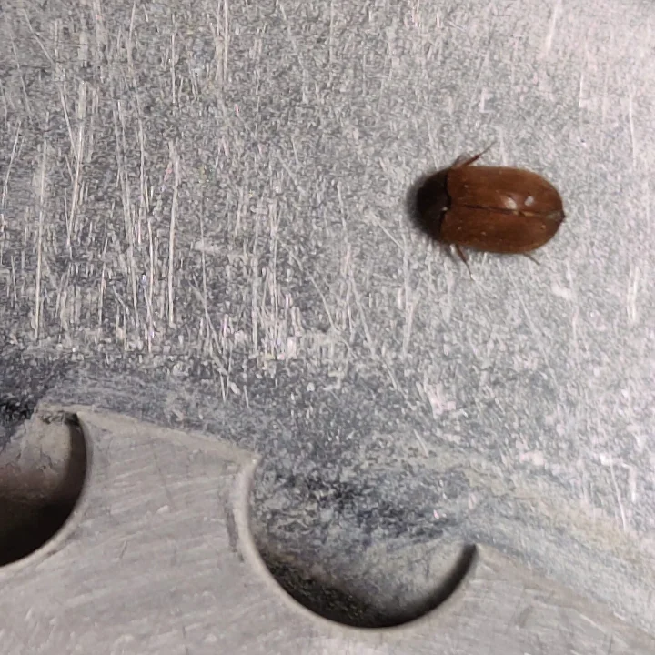 Tuholaistorjunta kohde