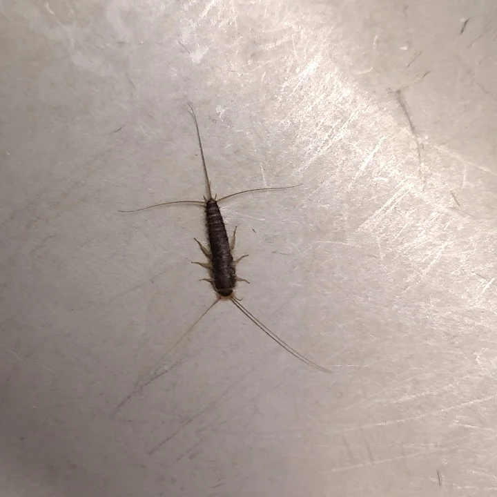 Tuholaistorjunta kohde