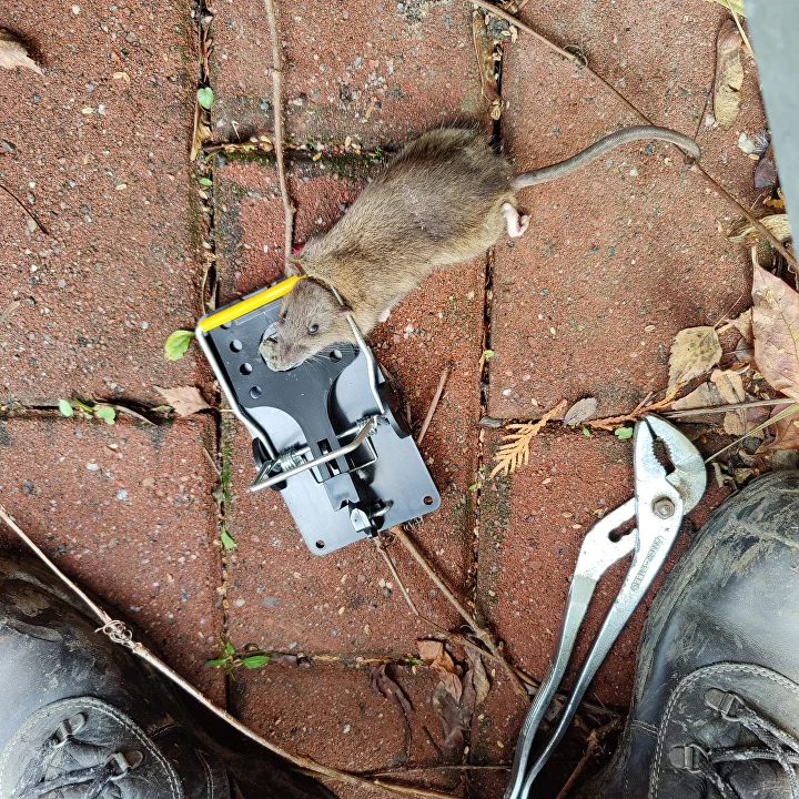 Tuholaistorjunta kohde