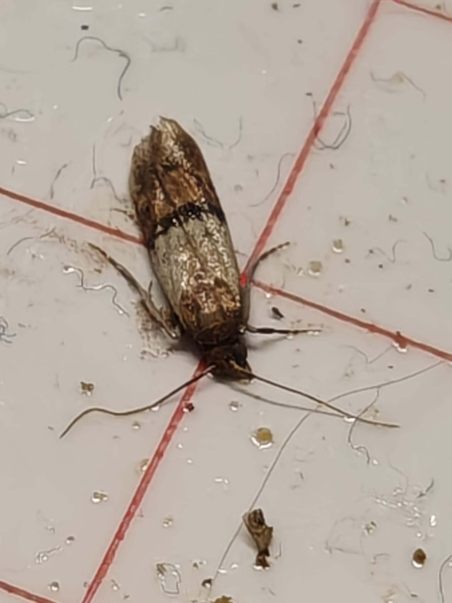 Tuholaistorjunta kohde