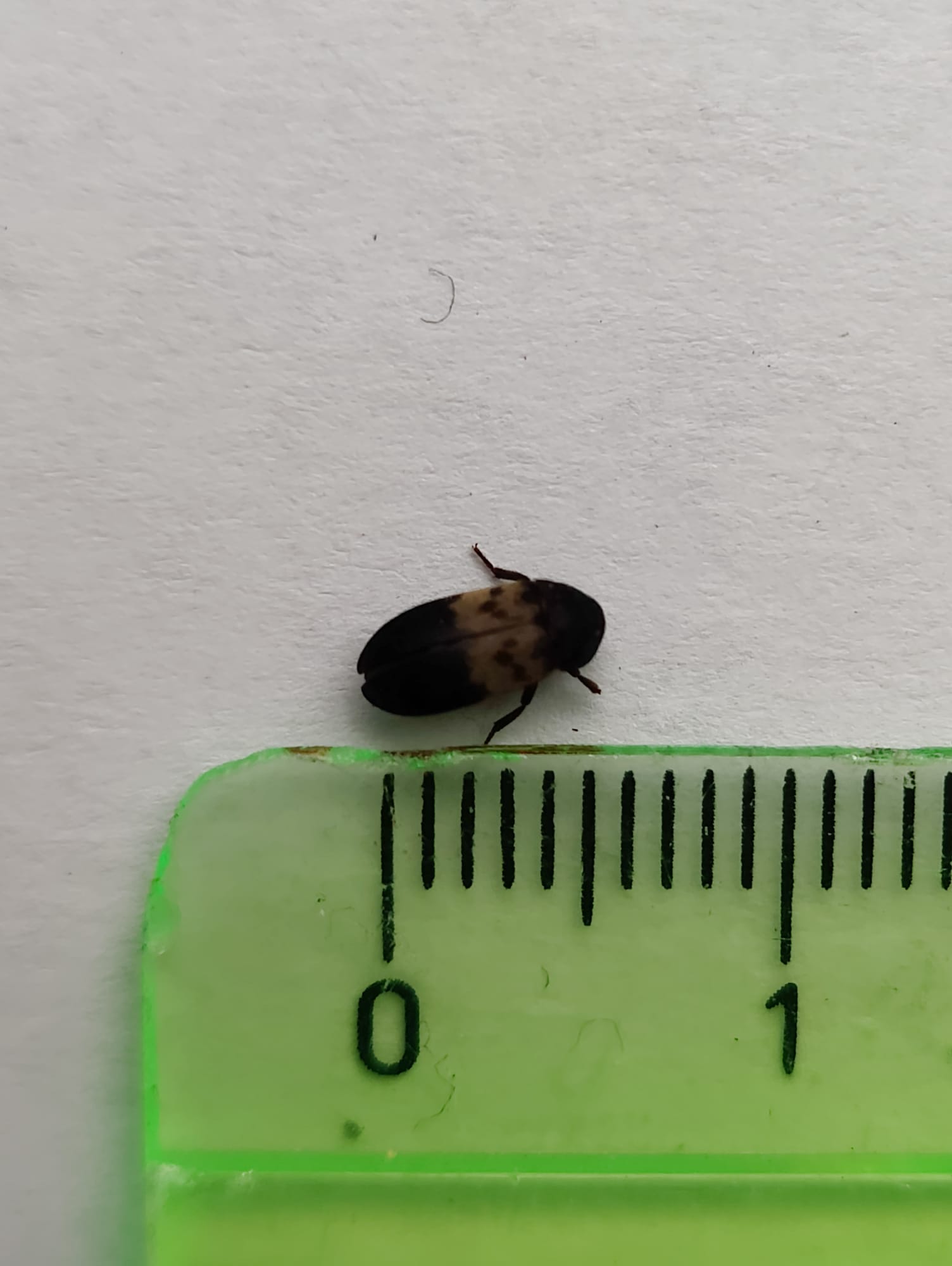 Tuholaistorjunta kohde